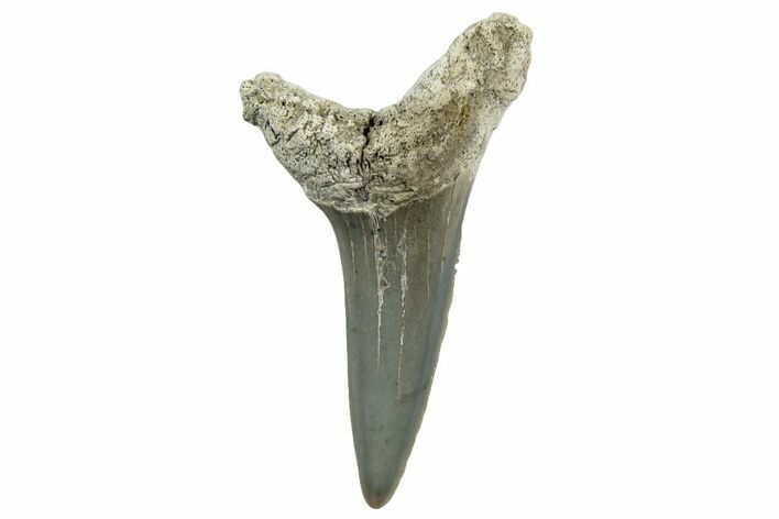 Fossil Shortfin Mako Tooth - Lee Creek (Aurora), NC #300479